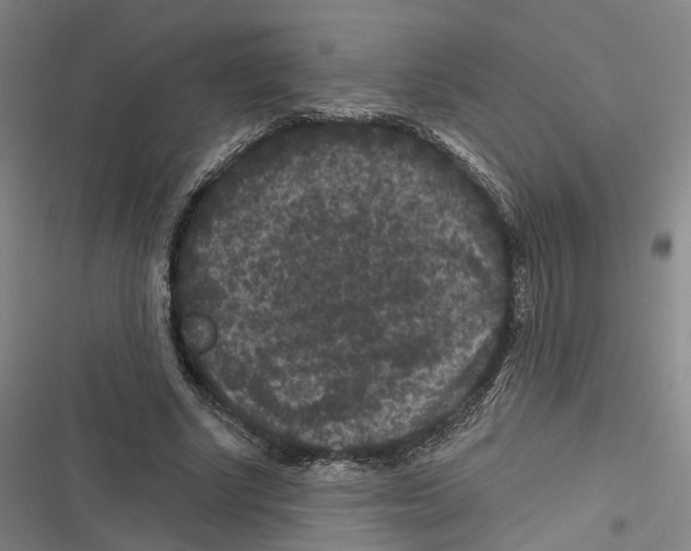 X0000116610634201001081211