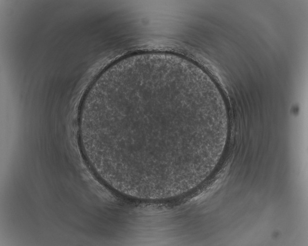 X0000116610673201001081211