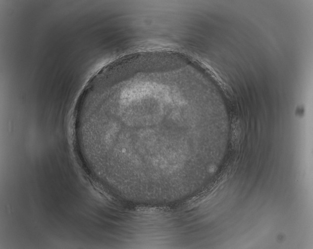 X0000116610679201001081211