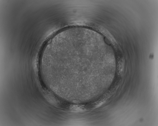 X0000116610680201001081211