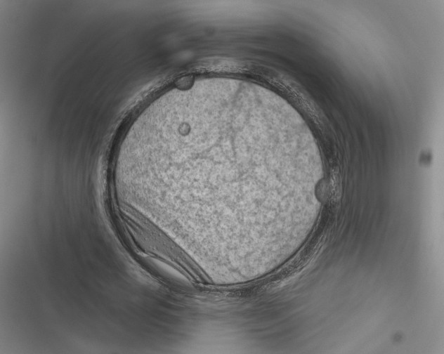 X0000116610725201001081210