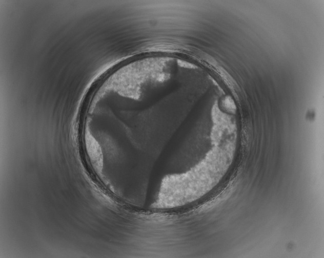 X0000116610779201001081210