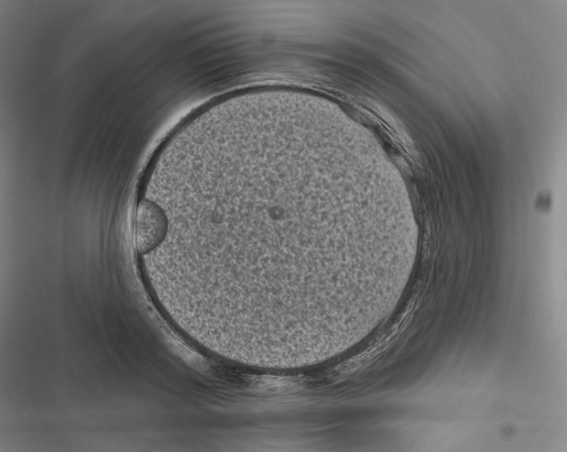 X0000116610796201001081210