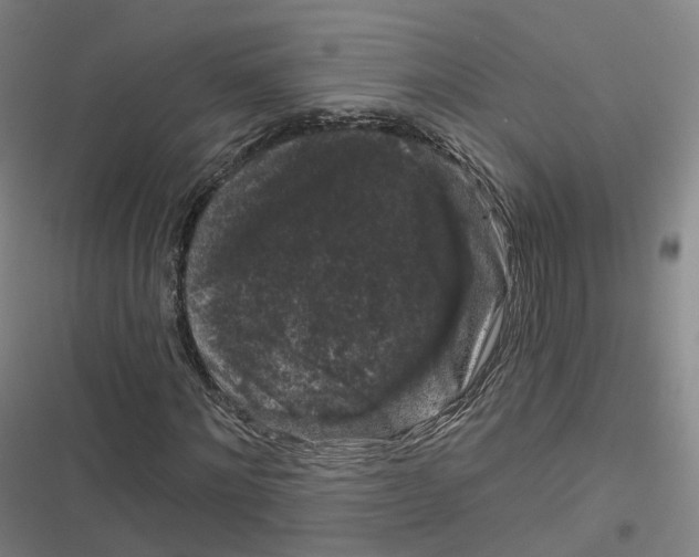 X0000116610868201001081209