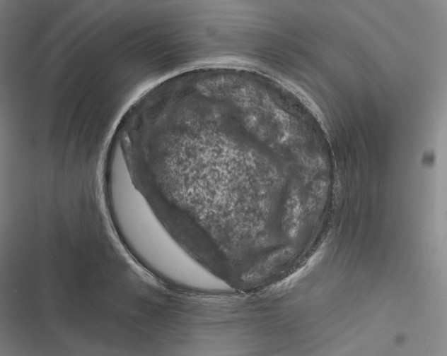 X0000116610989201001081207