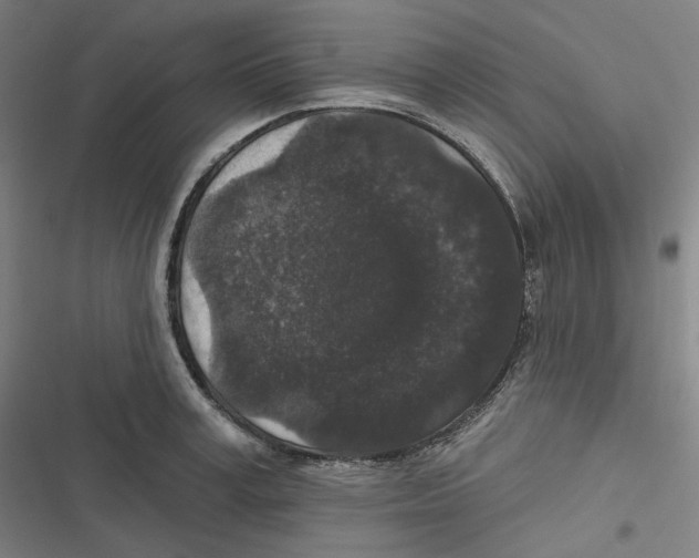 X0000116610995201001081207