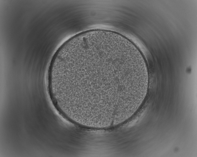 X0000116610999201001081207