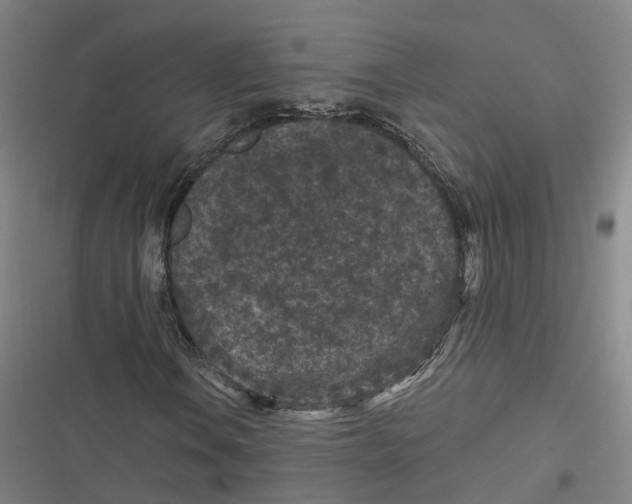 X0000116611106201001081205