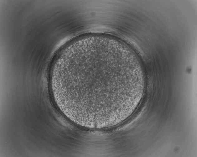 X0000116611114201001081205