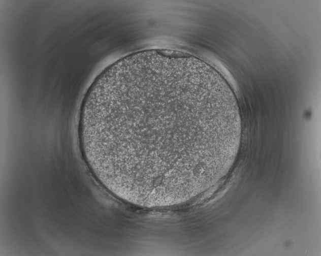 X0000116611146201001081205