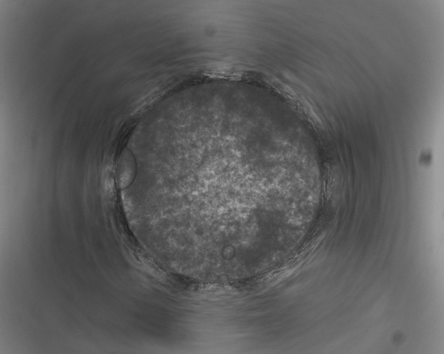 X0000116611154201001081205