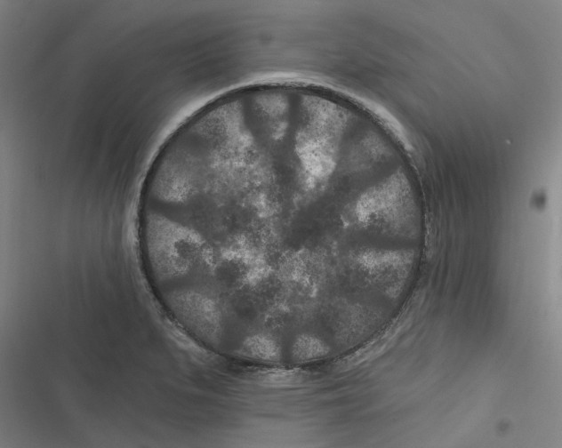 X0000116611279201001081203