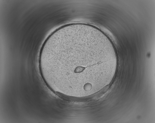 X0000116611288201001081203