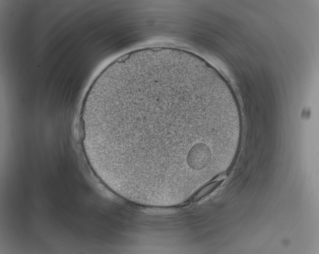 X0000116611296201001081203