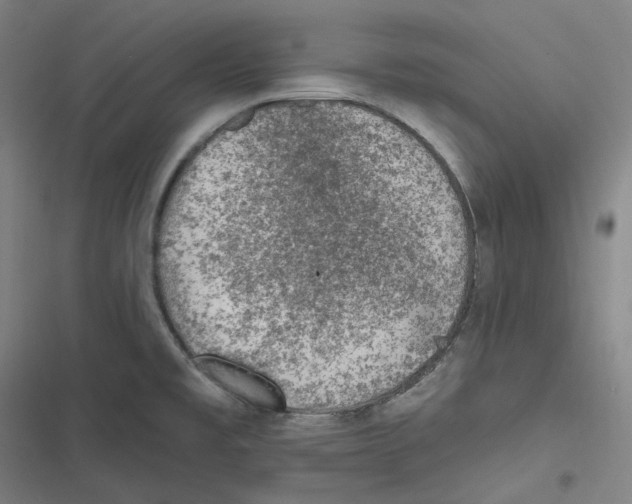 X0000116611477201001081200