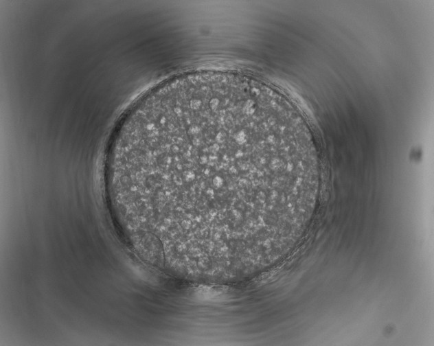 X0000116610346201001221323