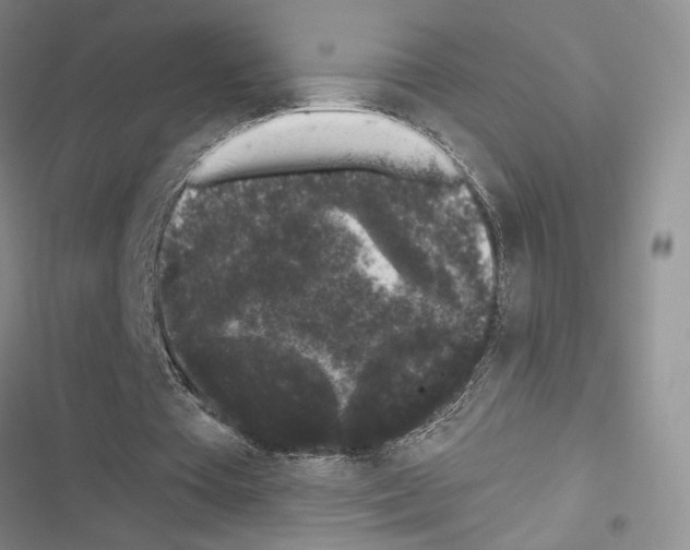 X0000116610385201001221323