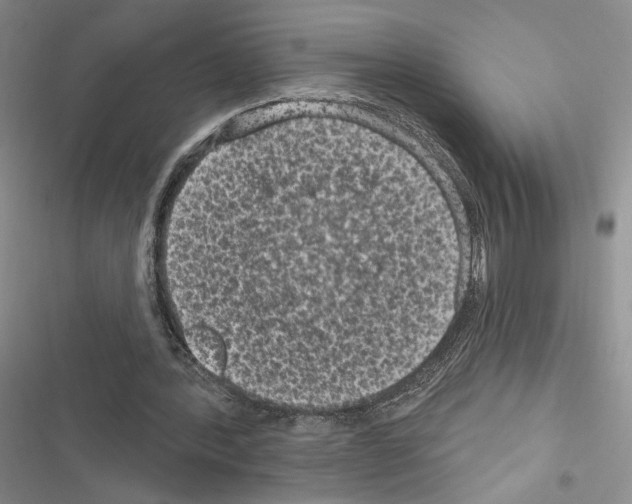 X0000116610388201001221323