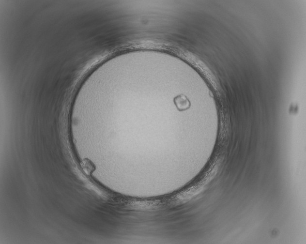 X0000116610625201001221319