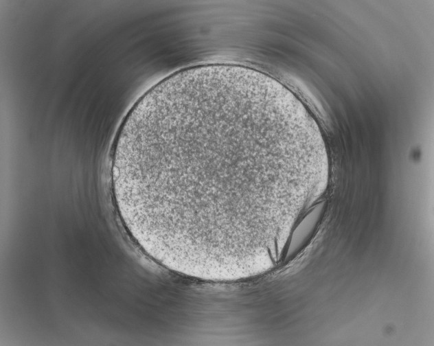 X0000116610900201001221316