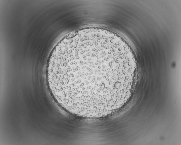 X0000116610906201001221316