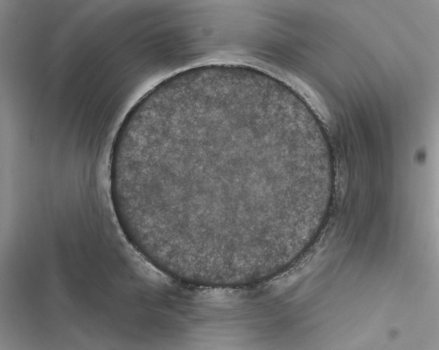 X0000116610950201001221316