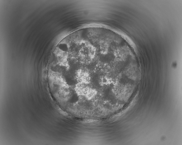 X0000116610953201001221316