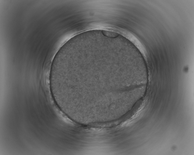 X0000116610954201001221316