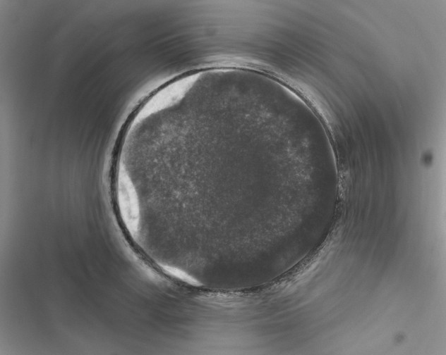 X0000116610995201001221315