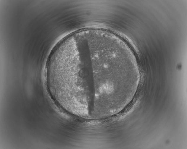 X0000116611125201001221313