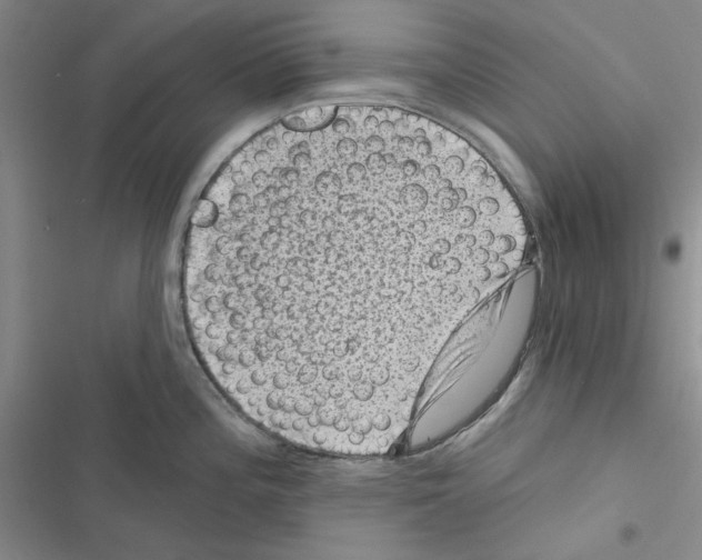 X0000116611196201001221312