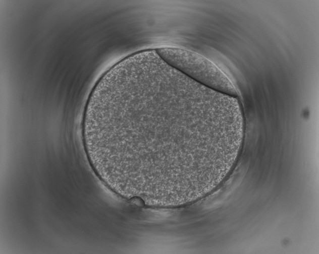 X0000116611197201001221312