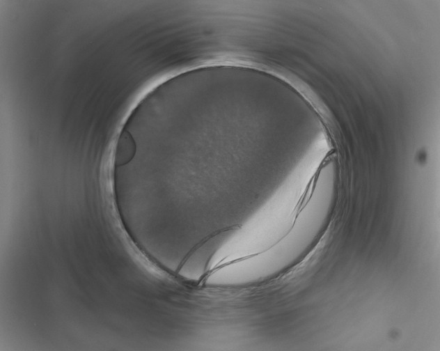 X0000116611246201001221312