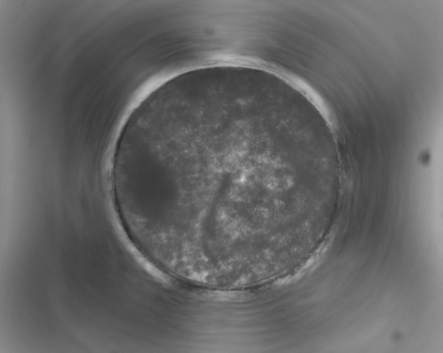 X0000116611381201001221310