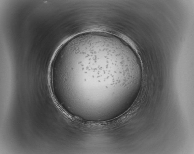 X0000116621104200912111151