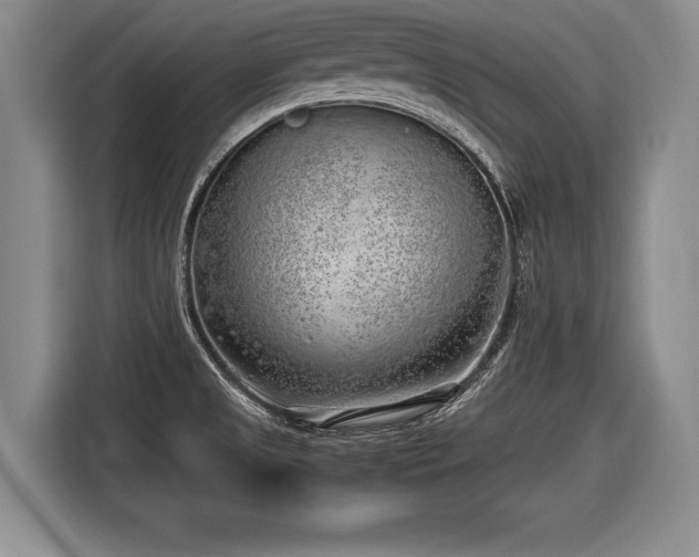 X0000116621525200912111146