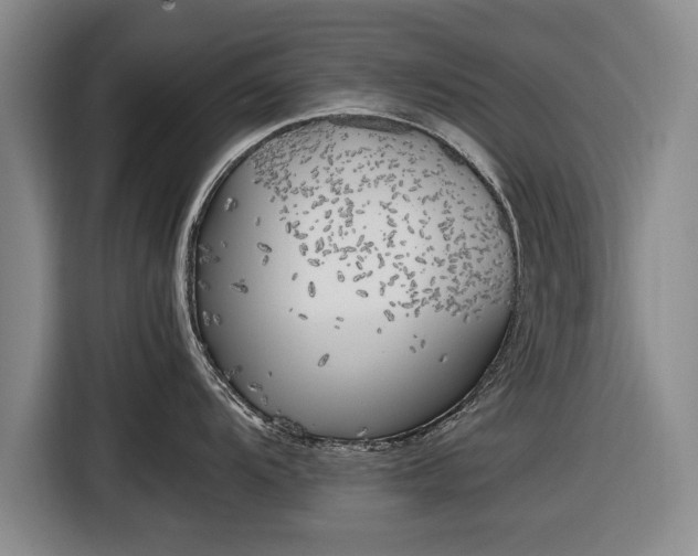 X0000116621104200912181300