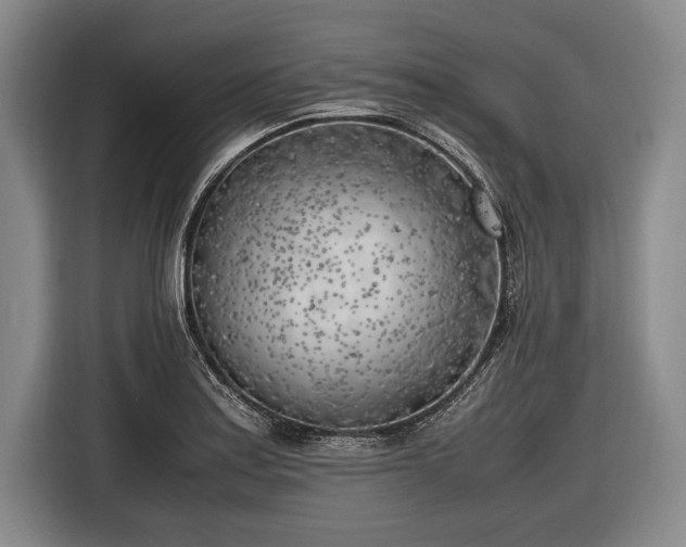 X0000116621179200912181259