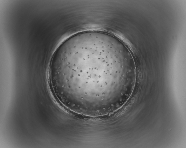 X0000116621383200912181256