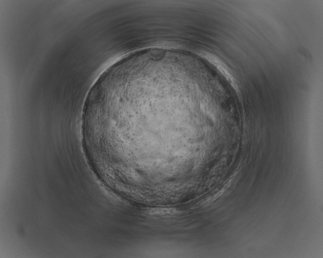 X0000116620853200912241751