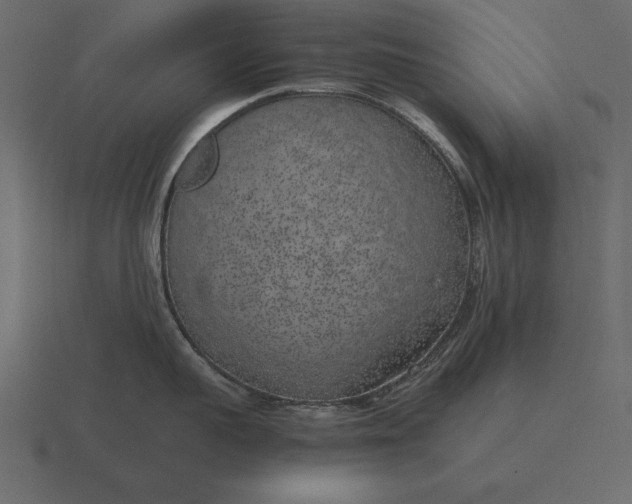 X0000116620959200912241750