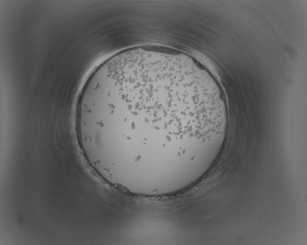 X0000116621104200912241748