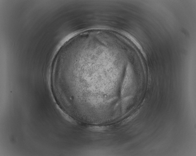 X0000116621245200912241746