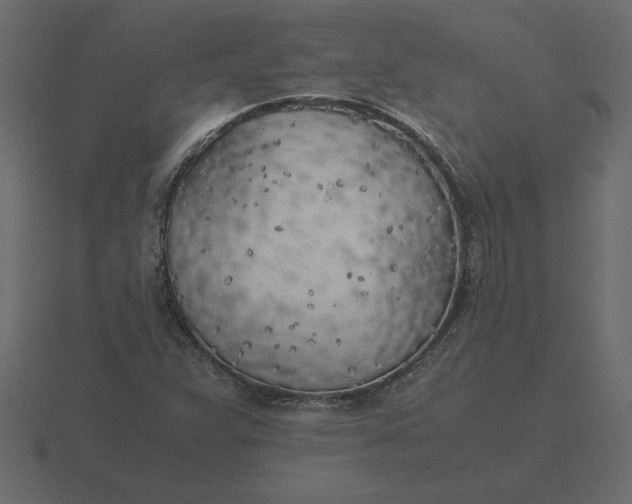 X0000116621359200912241744