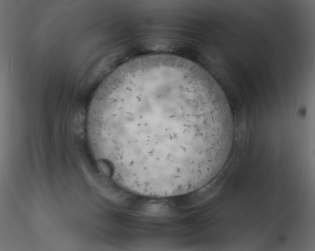 X0000116620175200912312146