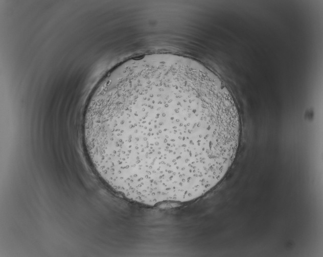 X0000116620241200912312144