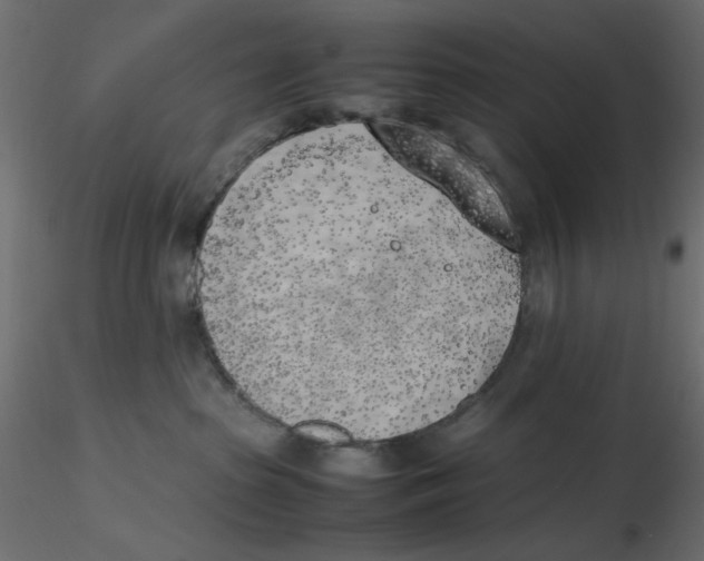 X0000116620285200912312145