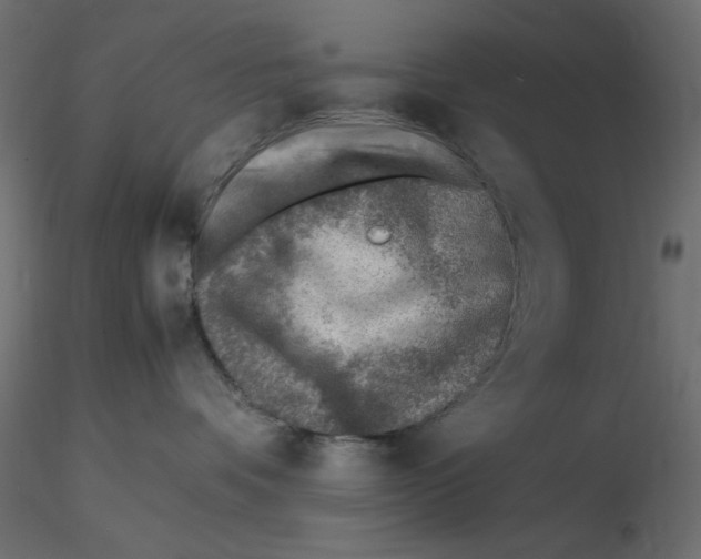 X0000116620336200912312144