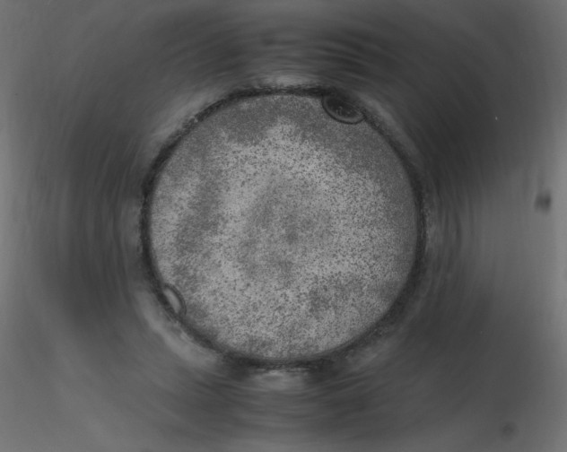 X0000116620447200912312142