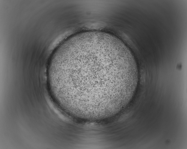 X0000116620634200912312139